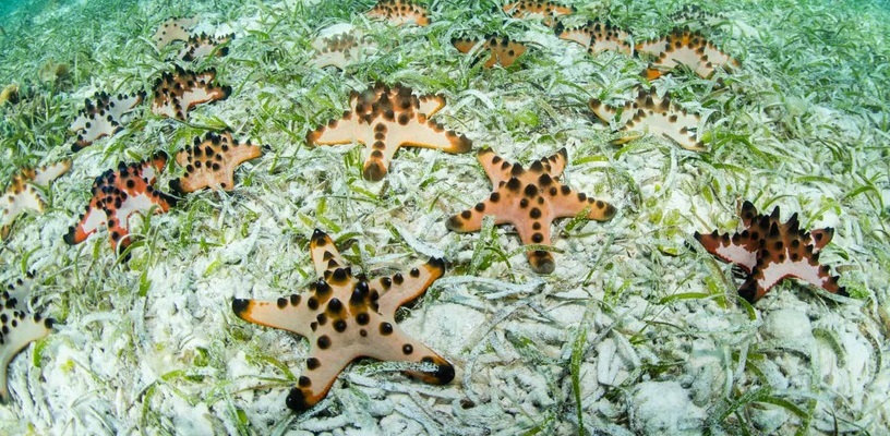 Many chocolate chip starfishes