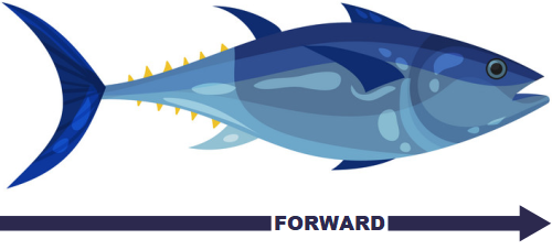 Fish are forward/backward differentiated to allow for active locomotion