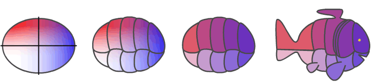 Non-perpendicular gradients in bilateral symmetry