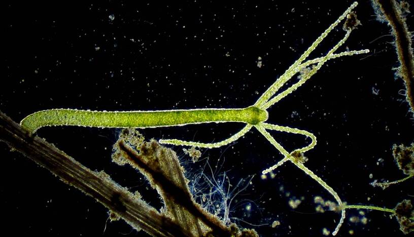 Hydra, a sessile radially-symmetrical animal