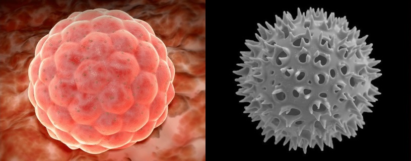 Human morula and radiolaria: two creatures with spherical symmetry